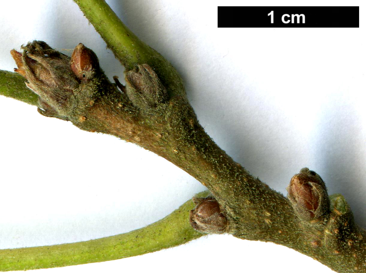 High resolution image: Family: Fagaceae - Genus: Quercus - Taxon: castaneifolia - SpeciesSub: 'Green Spire'